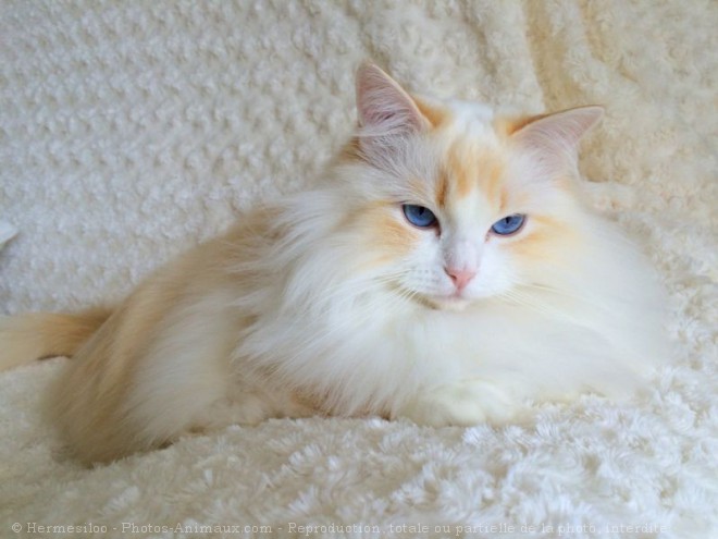 Photo de Ragdoll