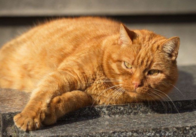 Photo de Chat domestique