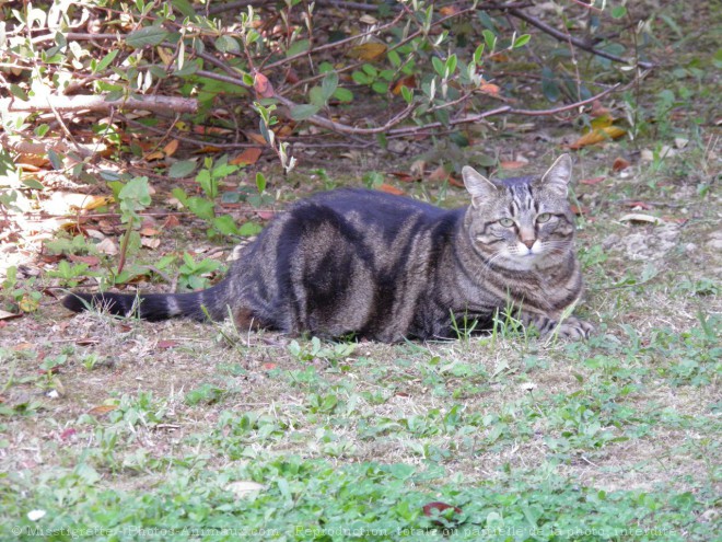 Photo de Chat domestique