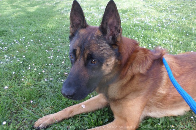 Photo de Berger belge malinois