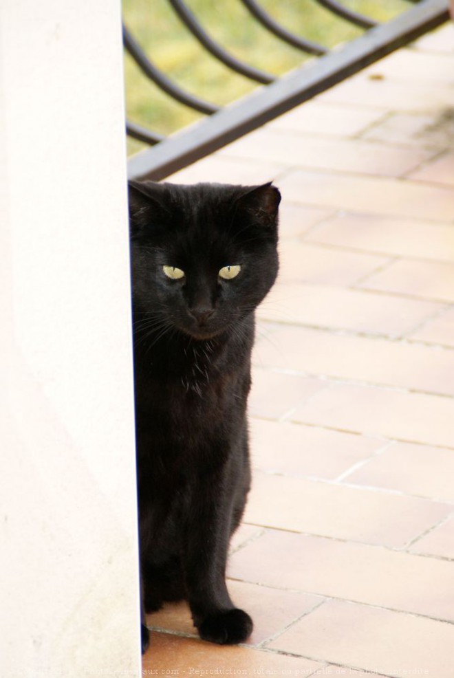 Photo de Chat domestique