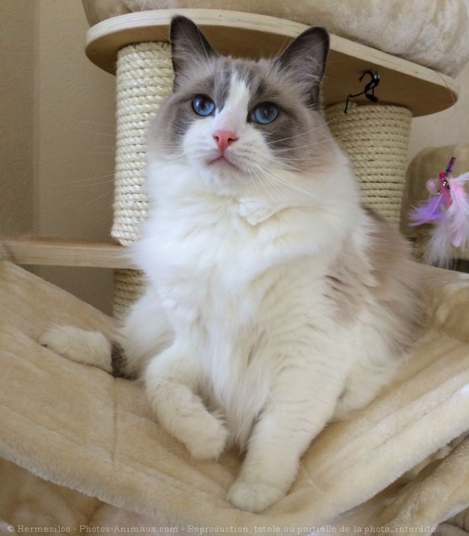 Photo de Ragdoll