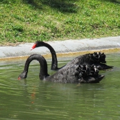 Photo de Cygne