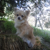 Photo de Chihuahua  poil long