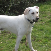 Photo de Labrador retriever