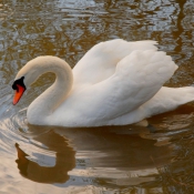 Photo de Cygne