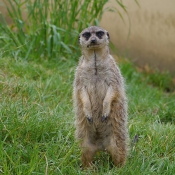 Photo de Suricate