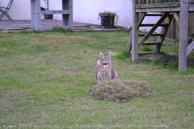 Photo de Chat domestique