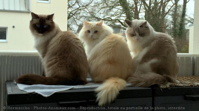 Photo de Ragdoll