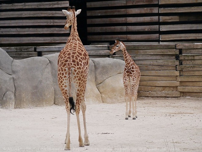 Photo de Girafe