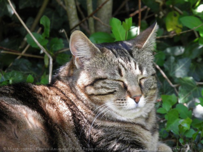 Photo de Chat domestique