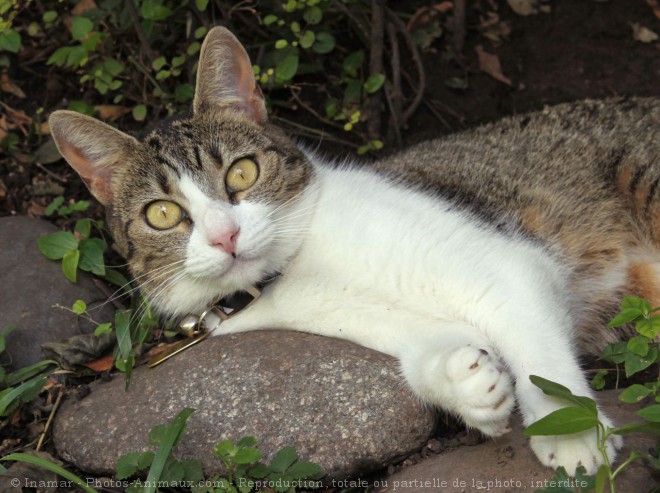 Photo de Chat domestique