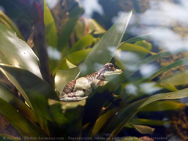 Photo de Grenouille - rainette