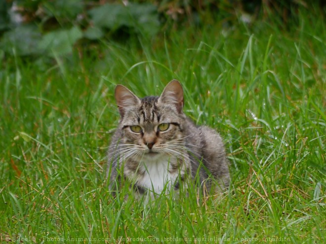 Photo de Chat domestique