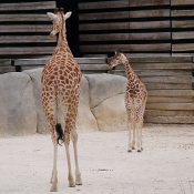 Photo de Girafe