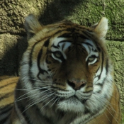 Photo de Tigre