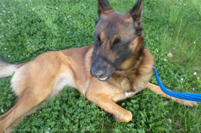 Photo de Berger belge malinois