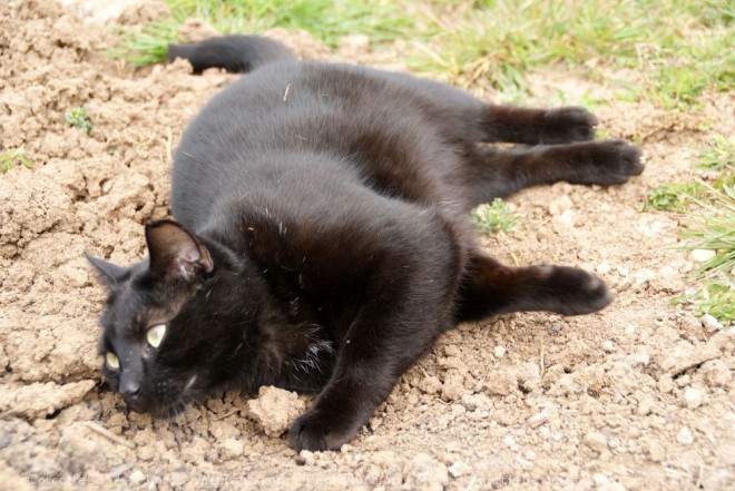 Photo de Chat domestique