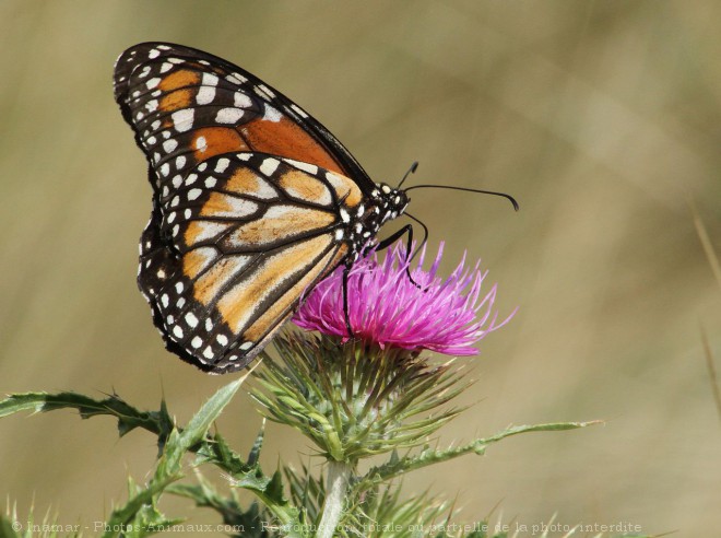 Photo de Papillon