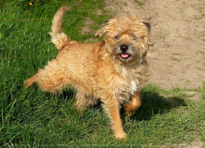 Photo de Border terrier