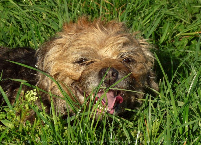 Photo de Border terrier