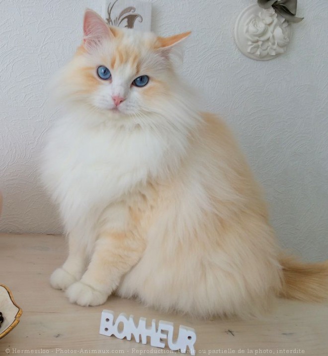 Photo de Ragdoll