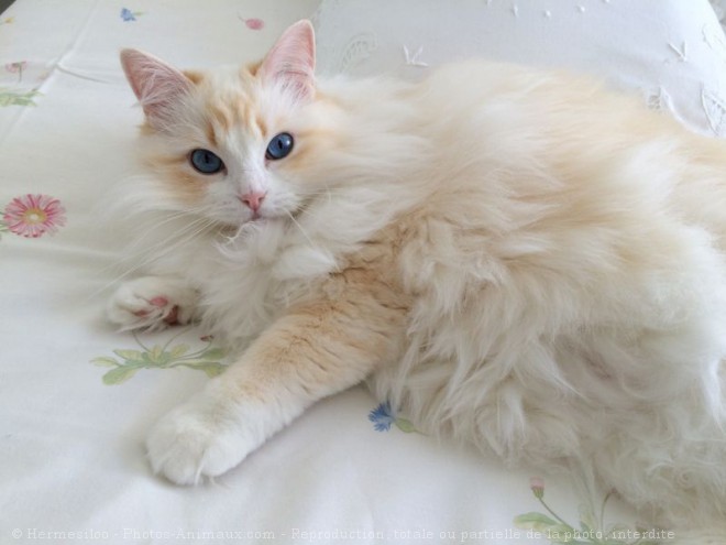 Photo de Ragdoll