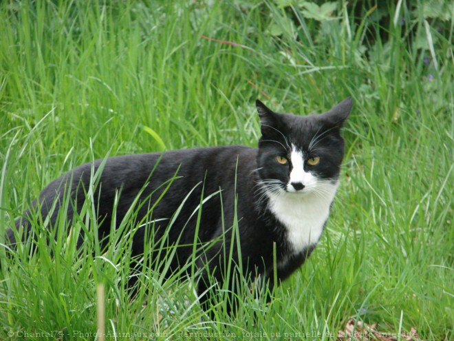 Photo de Chat domestique