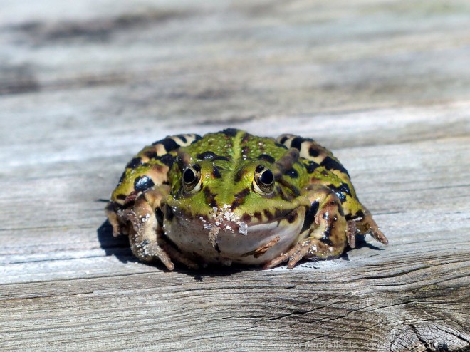 Photo de Grenouille verte commune