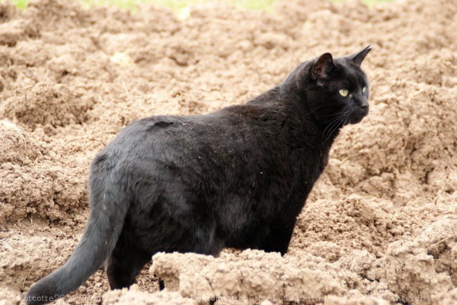 Photo de Chat domestique