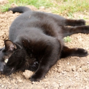 Photo de Chat domestique