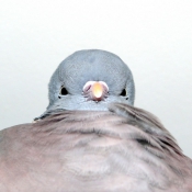 Photo de Pigeon - ramier