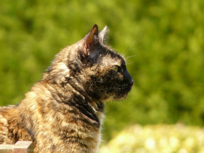 Photo de Chat domestique