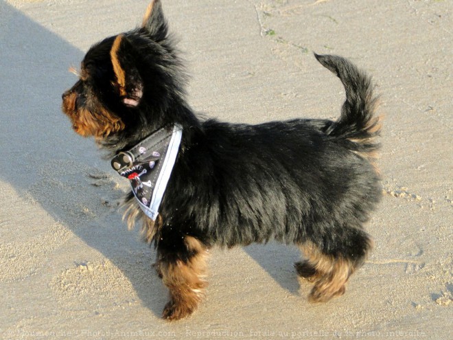 Photo de Yorkshire terrier