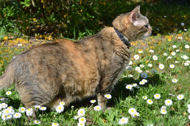 Photo de Chat domestique