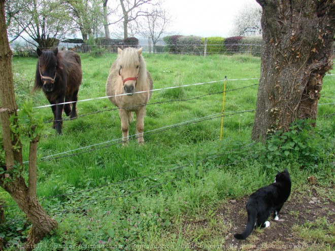 Photo de Chat domestique