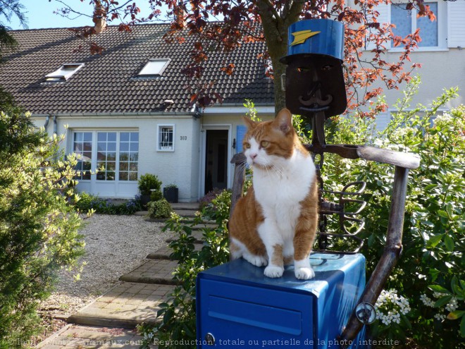 Photo de Chat domestique