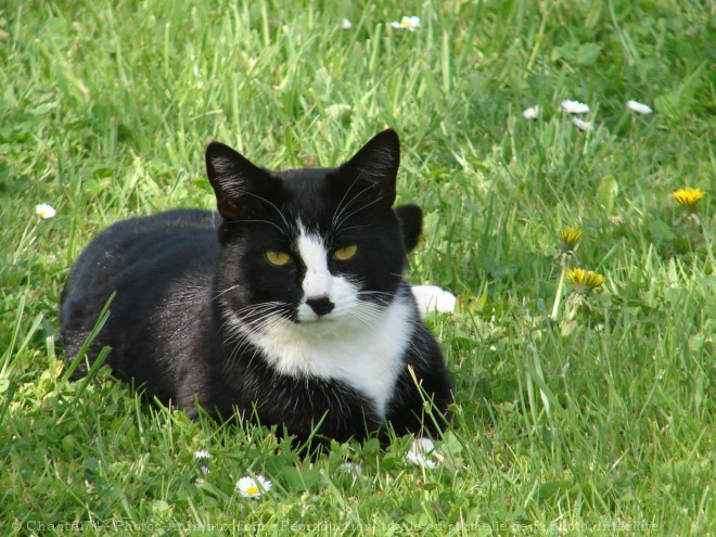 Photo de Chat domestique