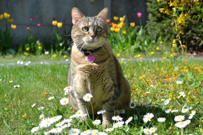 Photo de Chat domestique