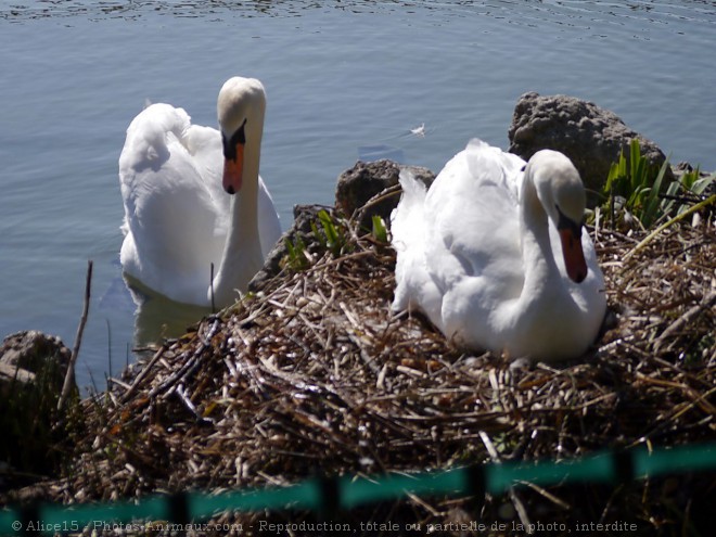 Photo de Cygne