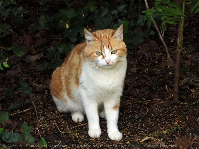 Photo de Chat domestique