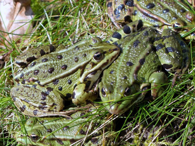 Photo de Grenouille verte commune