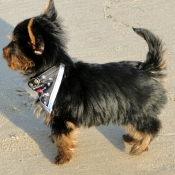 Photo de Yorkshire terrier