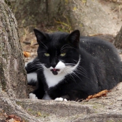 Photo de Chat domestique