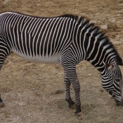 Photo de Zebre