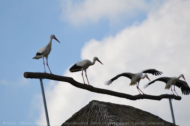 Photo de Cigogne