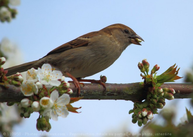 Photo de Moineau