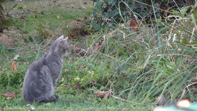 Photo de Chat domestique