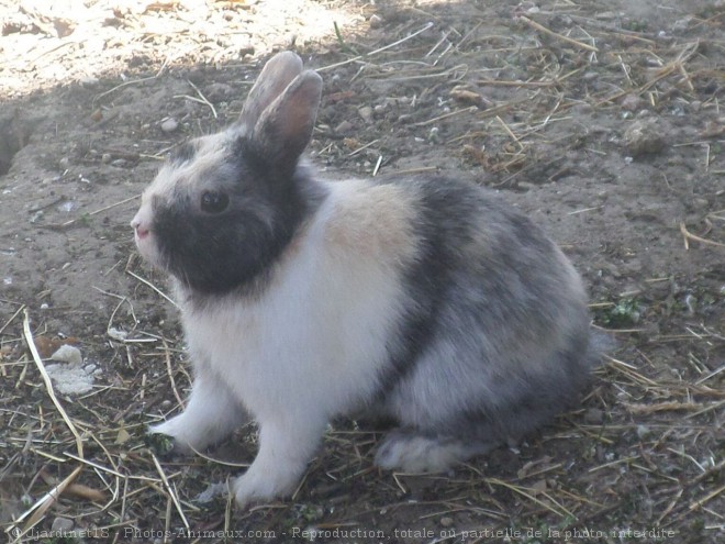 Photo de Lapin