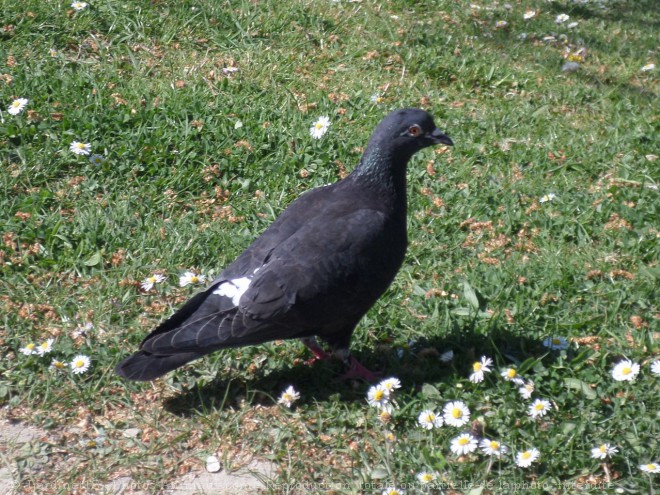 Photo de Pigeon - biset